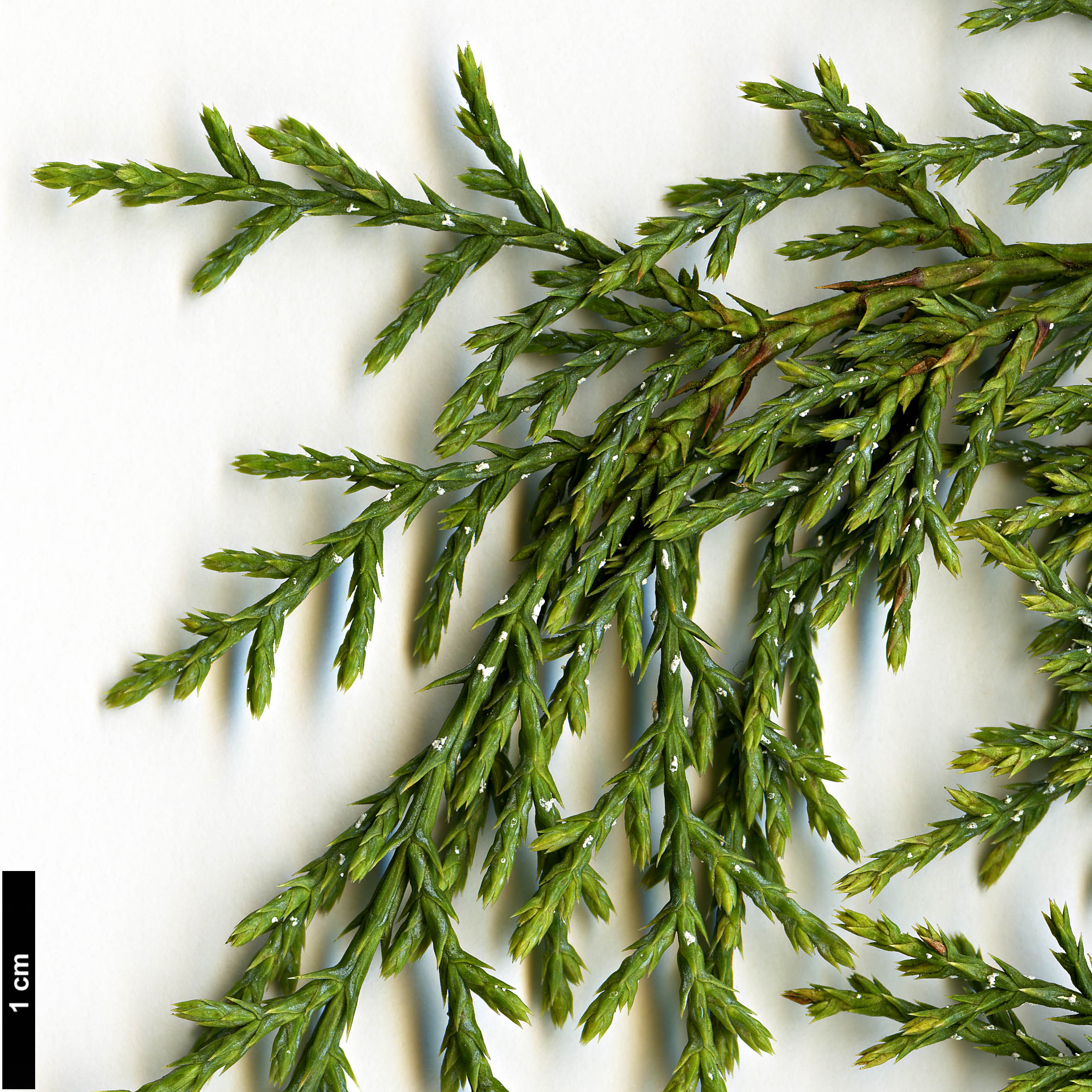 High resolution image: Family: Cupressaceae - Genus: Juniperus - Taxon: deppeana - SpeciesSub: var. sperryi High resolution image: Family: Cupressaceae - Genus: Juniperus - Taxon: deppeana - SpeciesSub: var. sperryi